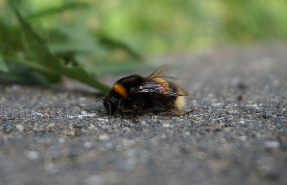 Bumble-Bees-1