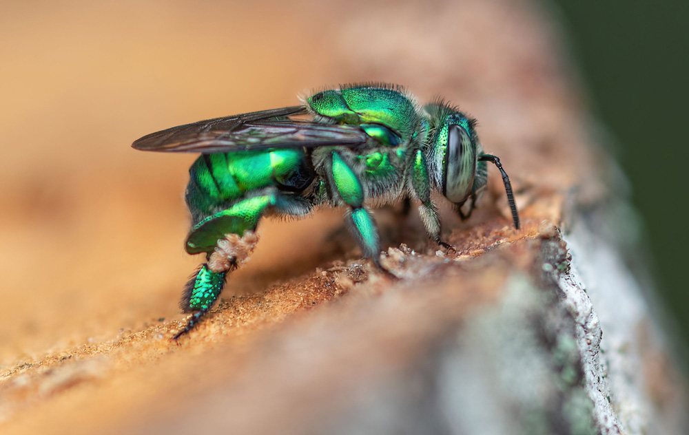 Sweat-Bees-1