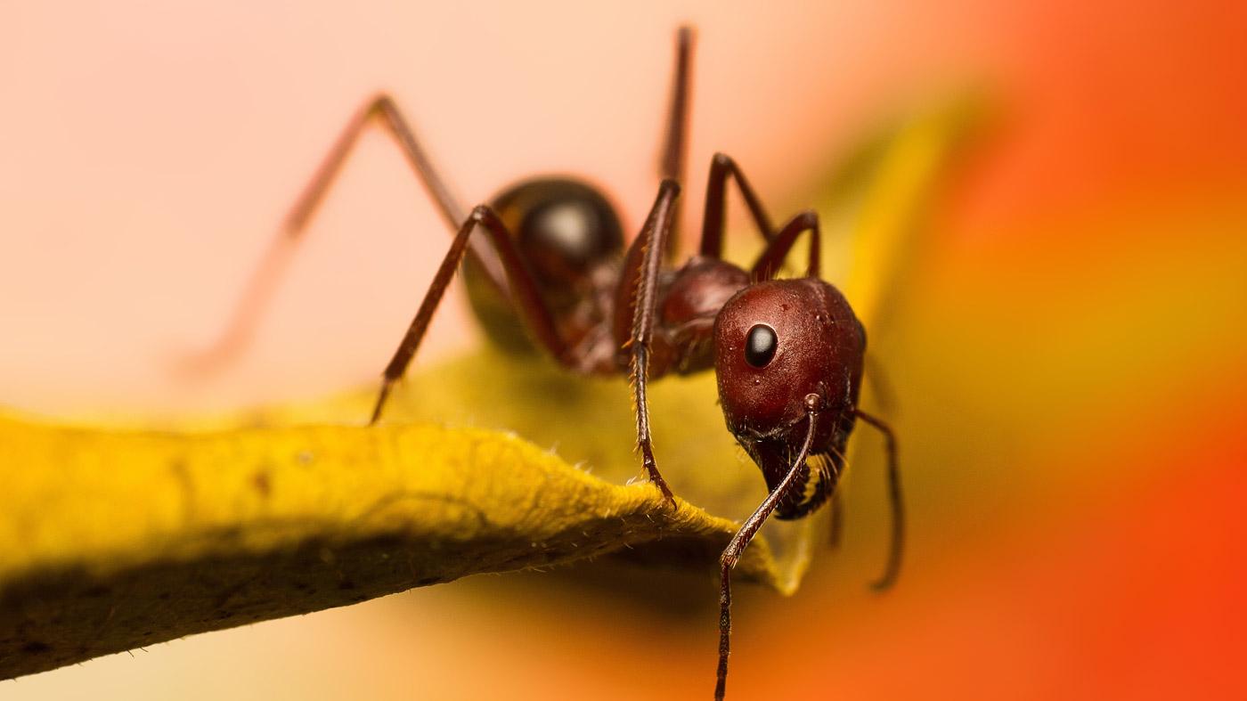 ant-home