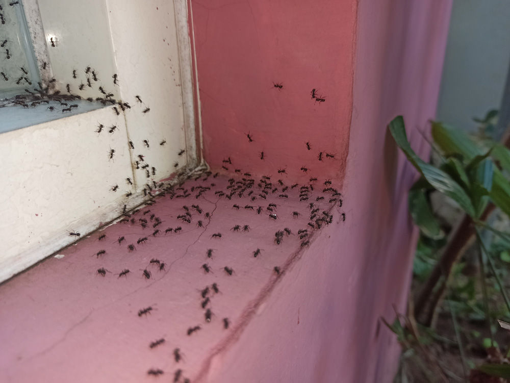 ant-infestation-1