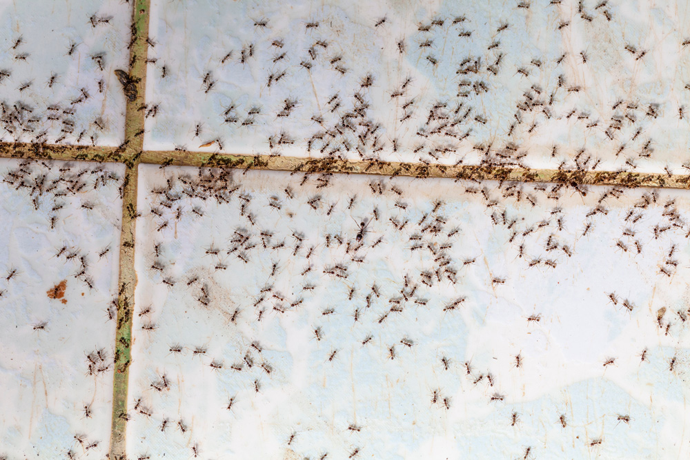 ant-infestation-3
