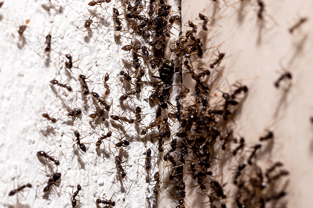 ant-infestation-4
