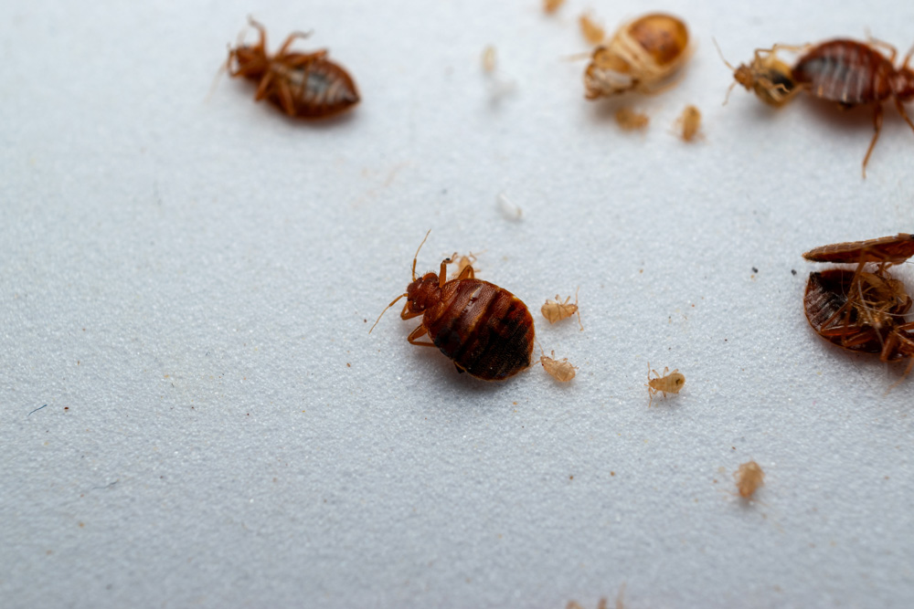 bed-bugs-1-7