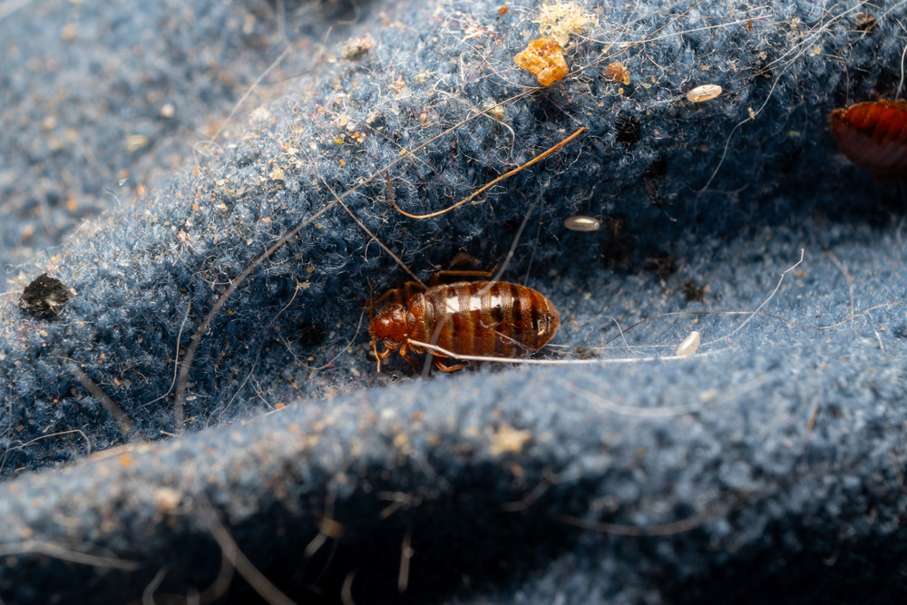 bed-bugs-2