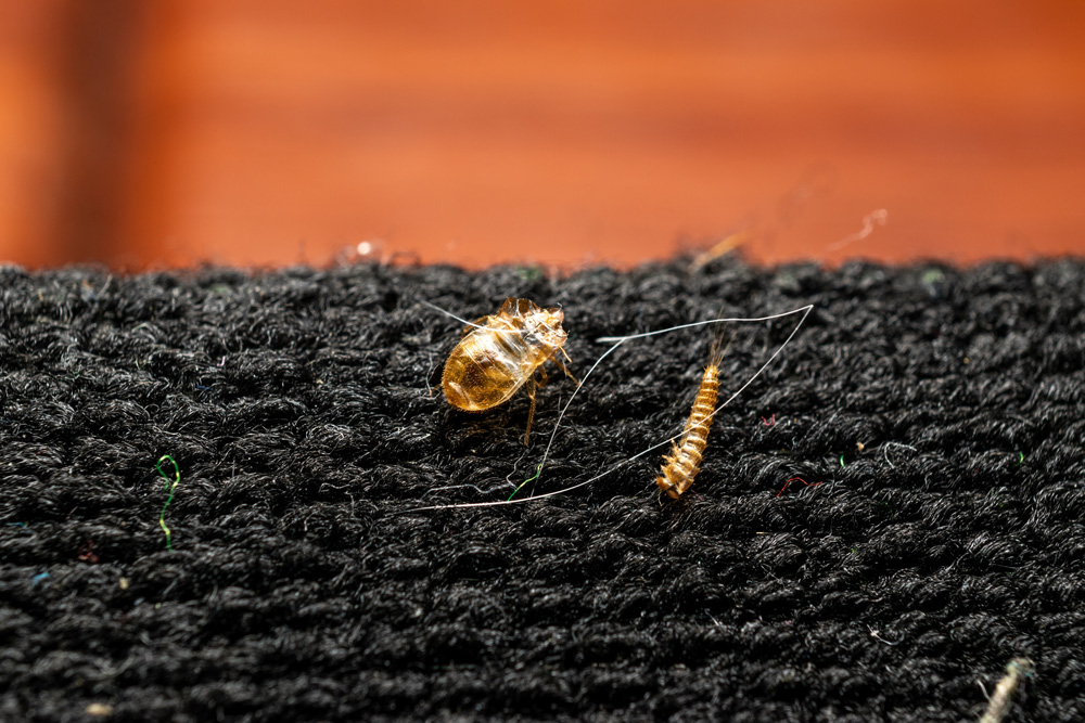 bed-bugs-3