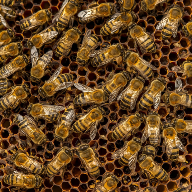bee - honey
