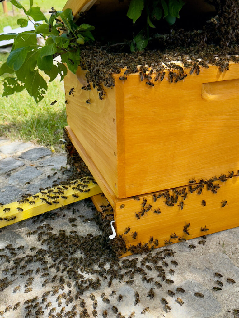 bee-relocation-1