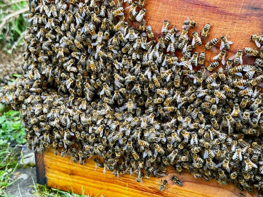 bee-relocation-3
