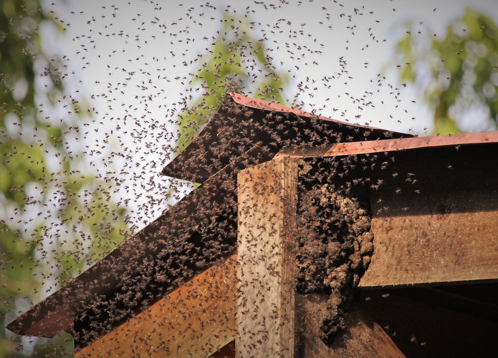 bee-relocation-5