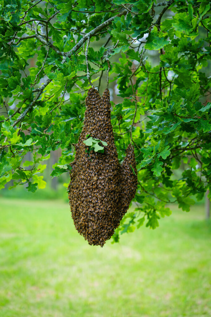 bee-relocation