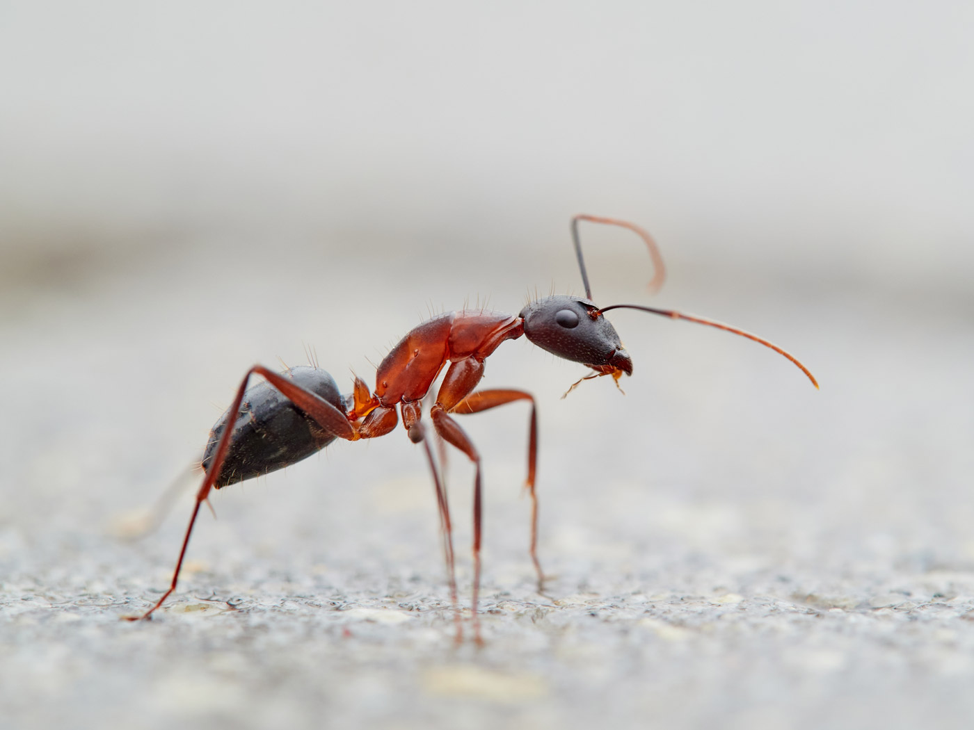 carpenter-ant-1
