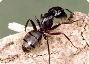 carpenter ants