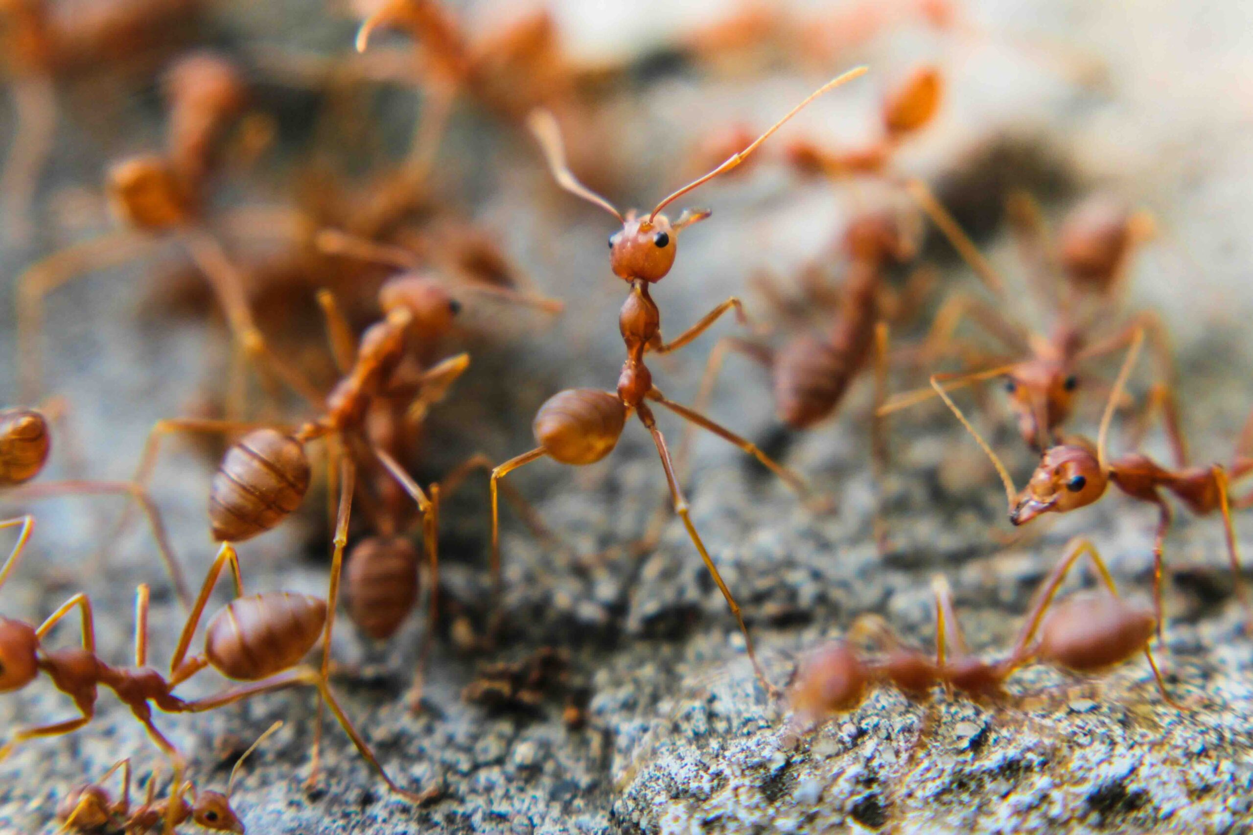 Red imported fire ant,Action of fire ant