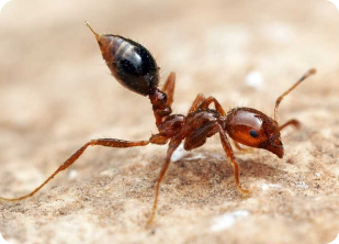 fire ants
