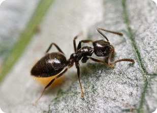 house ants