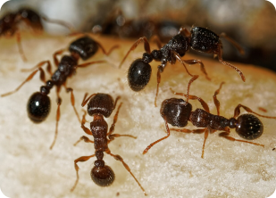 pavement ants