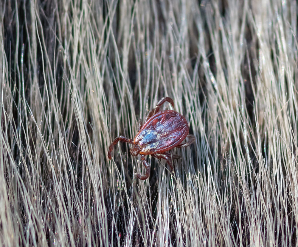 American-Dog-Ticks
