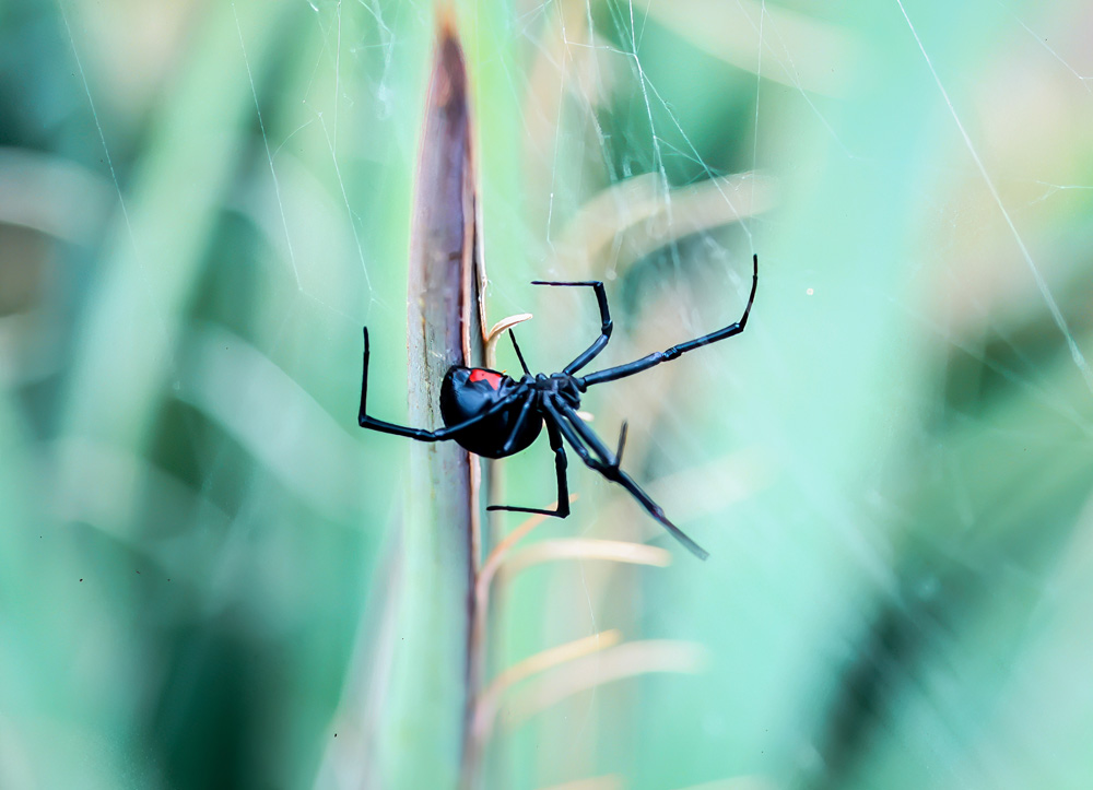 Black-Widow-Spiders-1