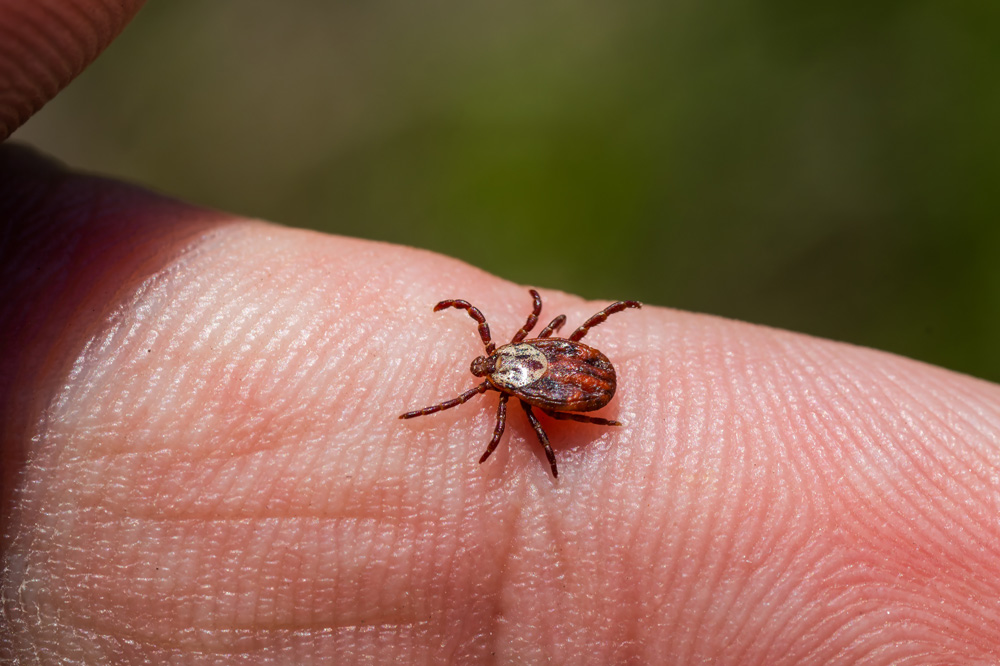 Brown-Dog-Ticks-1