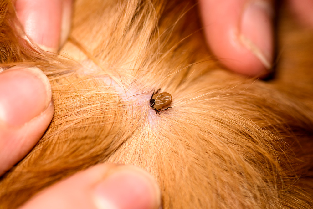 Brown-Dog-Ticks-323