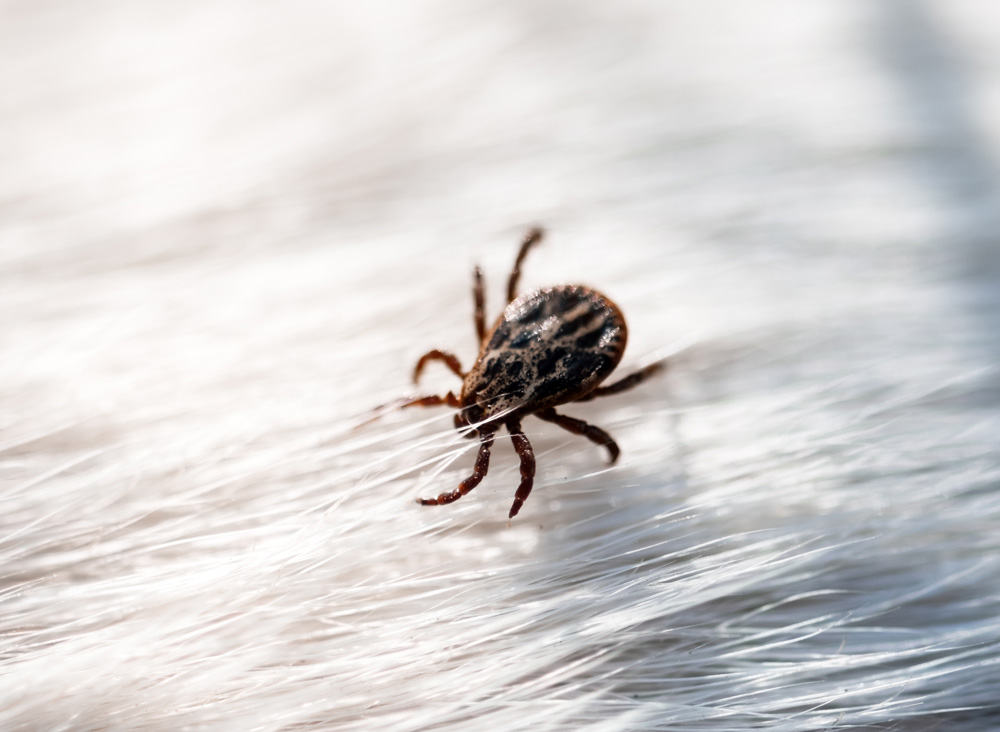 Brown-Dog-Ticks
