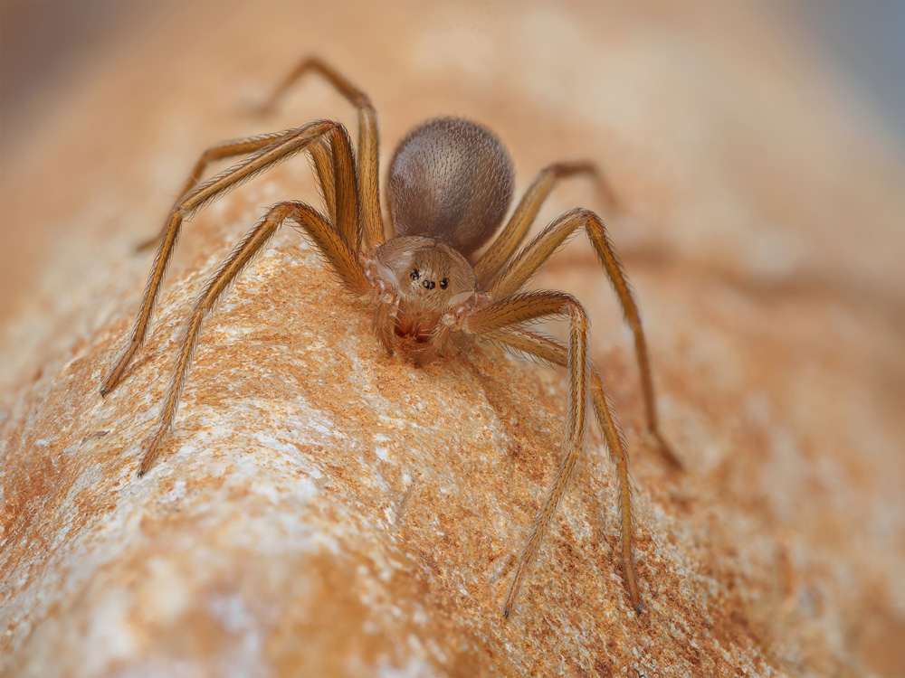 Brown-Recluse-Spiders-1