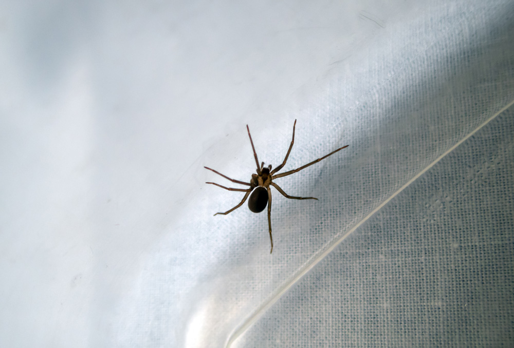 Brown-recluse-1