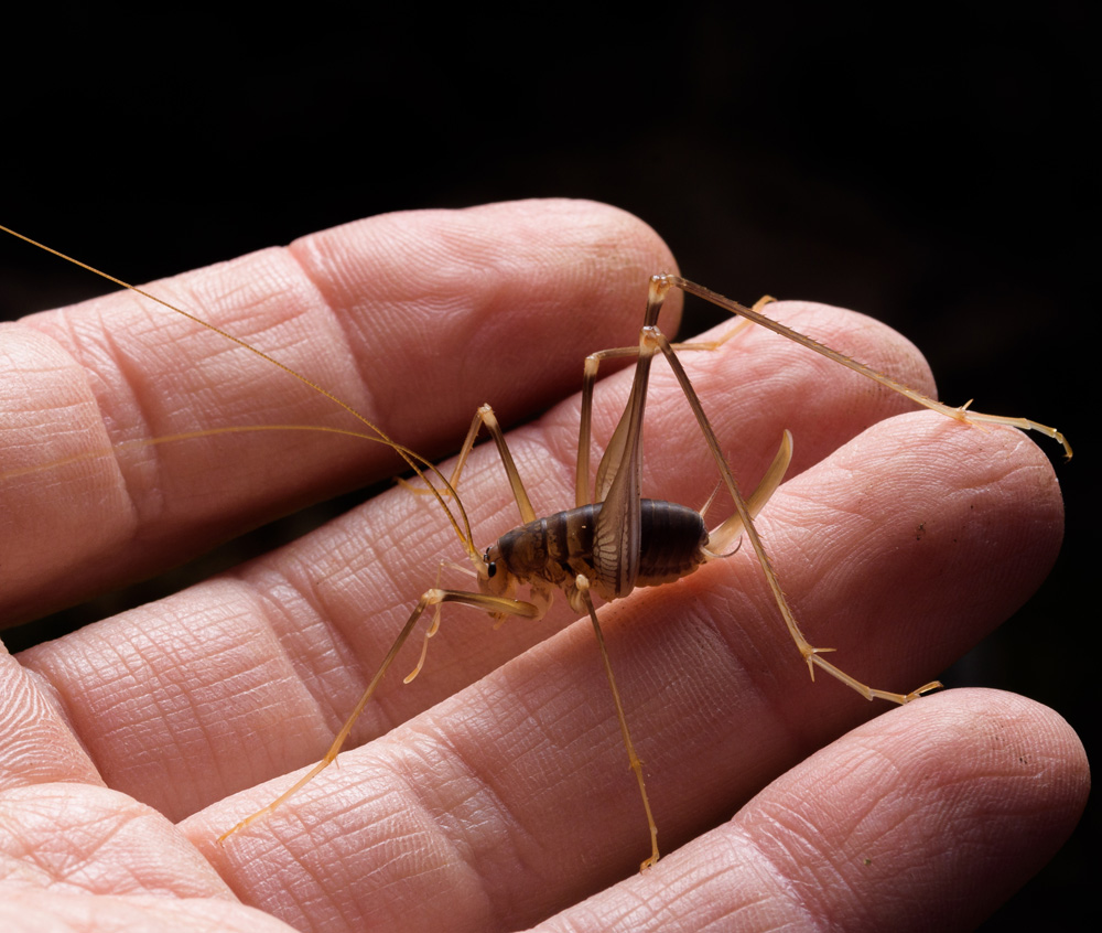 Camel-Crickets-(Cave-Crickets)1
