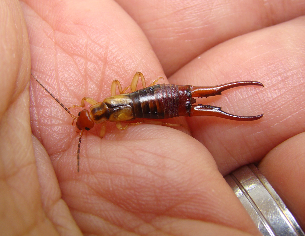 Common-Earwigs-1