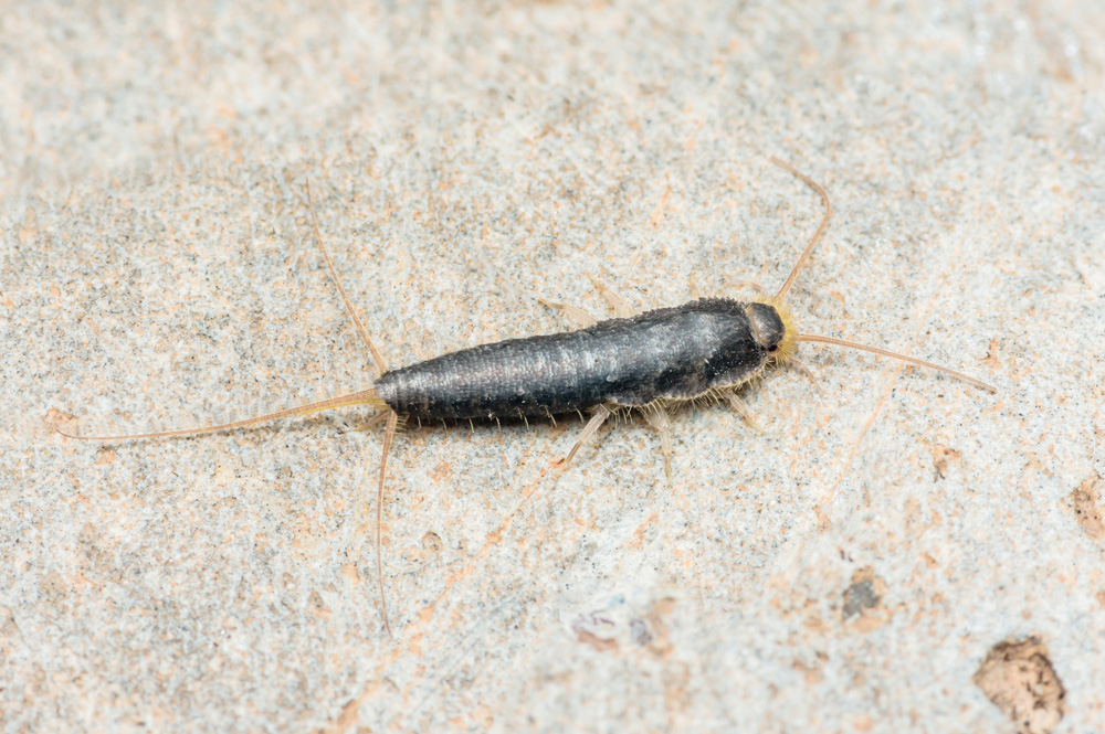 Common-Silverfish-1