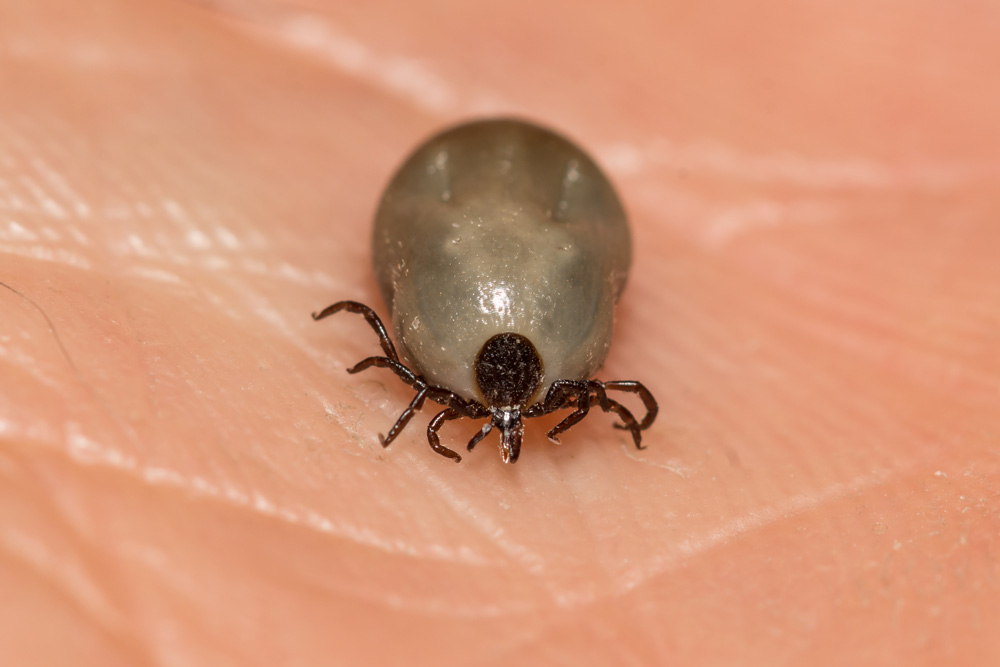 Deer-Ticks-Blacklegged-Ticks