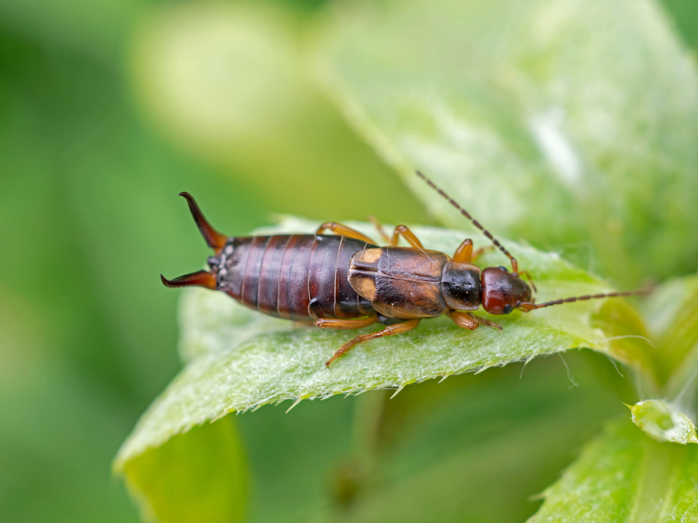 European-Earwigs-1