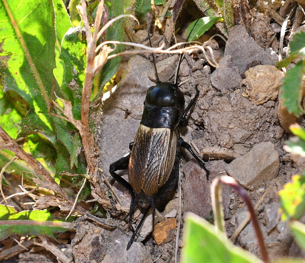 Field-Crickets-1
