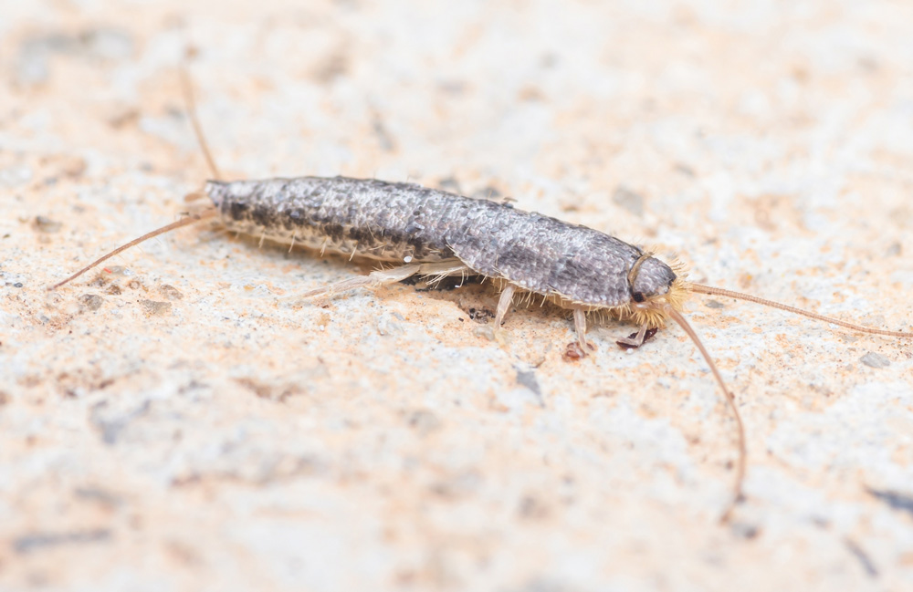 Gray-Silverfish-1