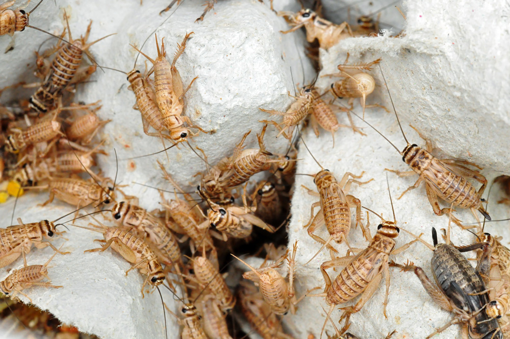 House-Crickets-1