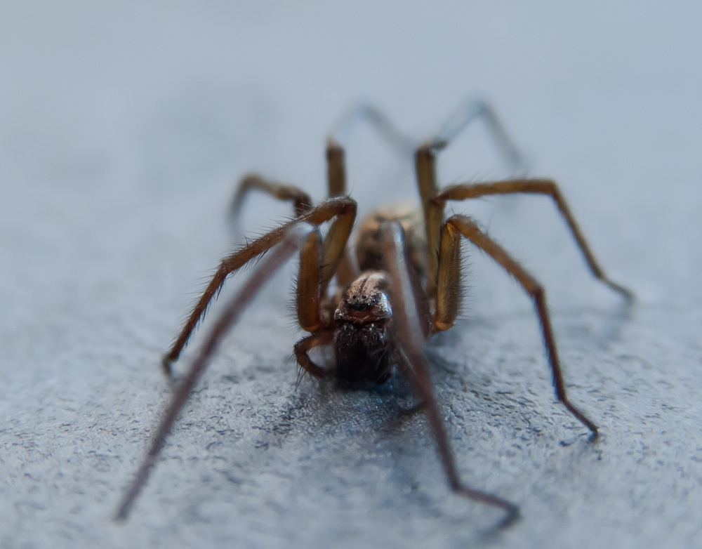House-Spiders-1
