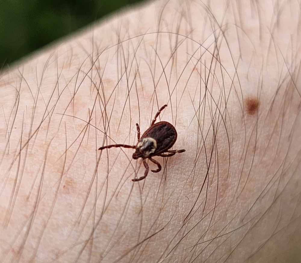 Lone-Star-Ticks
