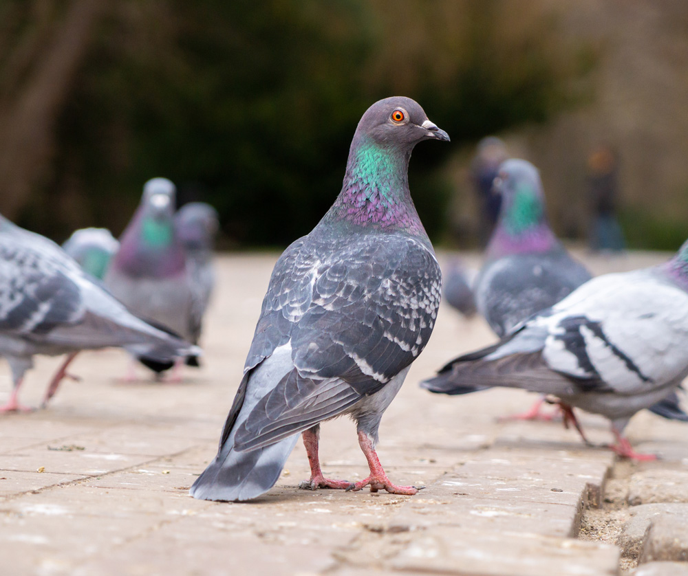 Pigeons-pest-1