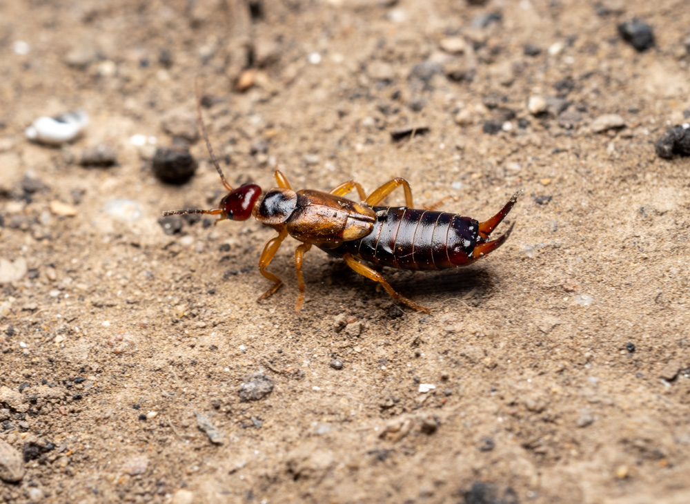 Ring-Legged-Earwigs-1