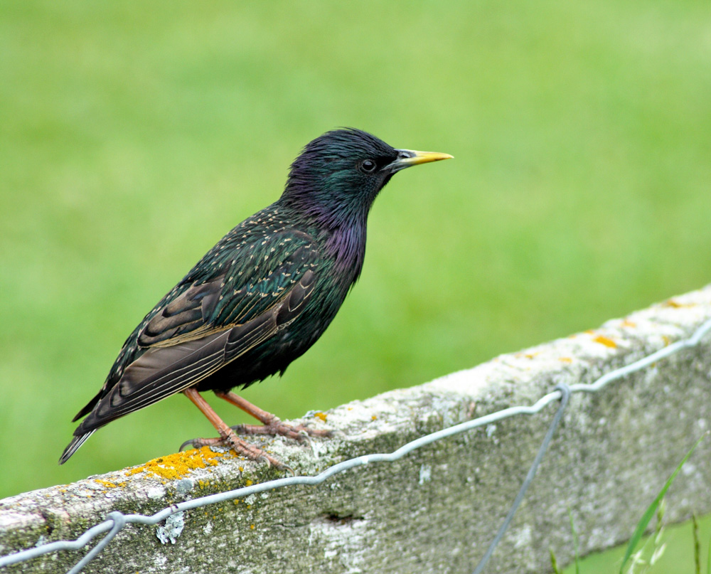 Starlings-pest-1