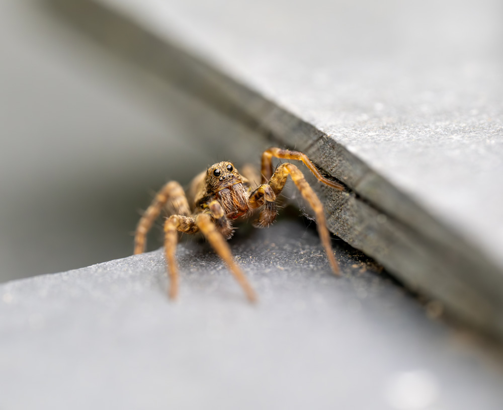 Wolf-Spiders-1