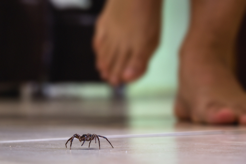 Wolf-Spiders-home