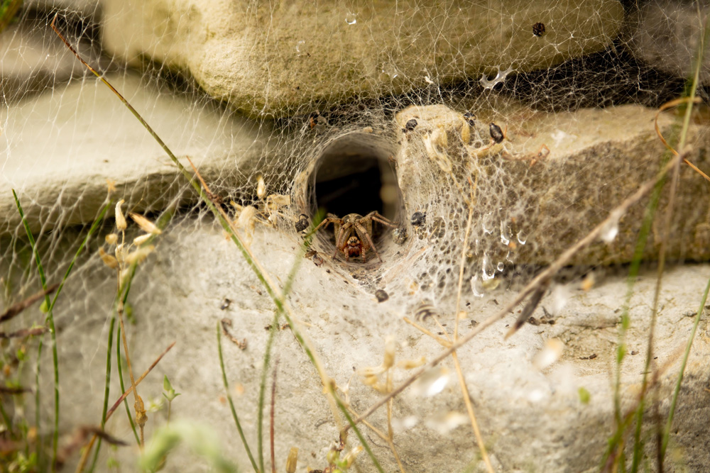 Wolf-Spiders-spring