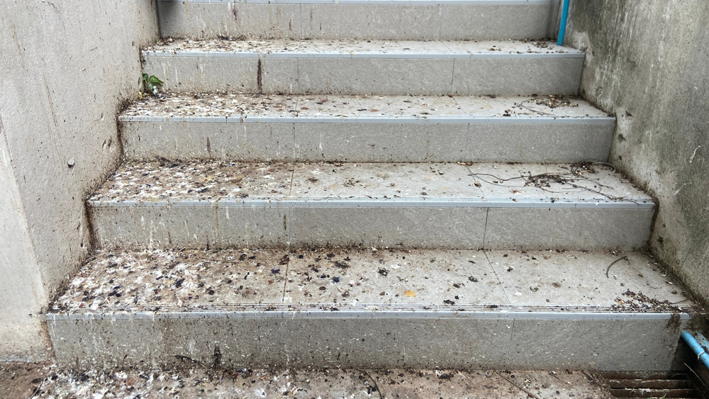 bird-droppings-1