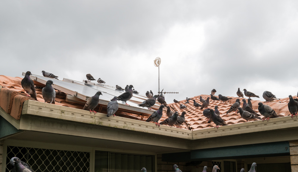 bird-roost-1