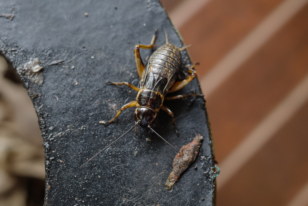 cricket-23643