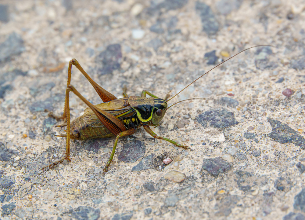 crickets-12