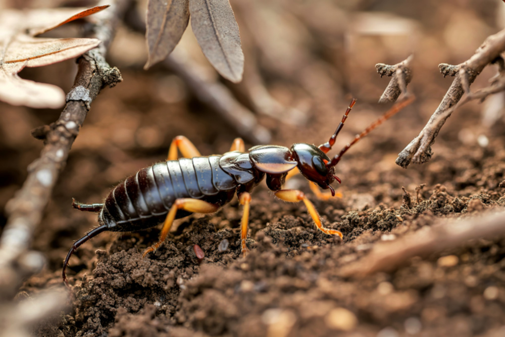 earwigs-1
