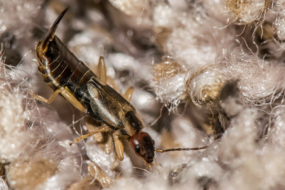 earwigs-carpet-1