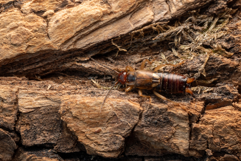 earwigs-tree